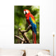 Scarlet Macaw Parrot Wall Decal