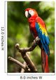 Scarlet Macaw Parrot Wall Decal