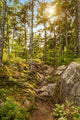 Moose Horn Trail Path Wall Decal