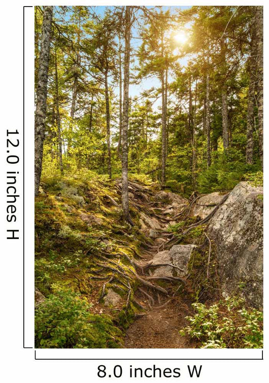 Moose Horn Trail Path Wall Decal