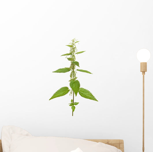 Urtica urens plant isolated on white background Wall Decal
