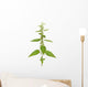 Urtica urens plant isolated on white background Wall Decal
