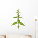 Urtica urens plant isolated on white background Wall Decal