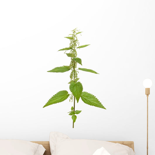 Urtica urens plant isolated on white background Wall Decal