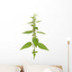 Urtica urens plant isolated on white background Wall Decal