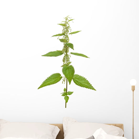 Urtica urens plant isolated on white background Wall Decal