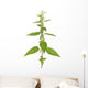 Urtica urens plant isolated on white background Wall Decal