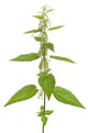 Urtica Urens Plant Isolated On White Background Wall Decal