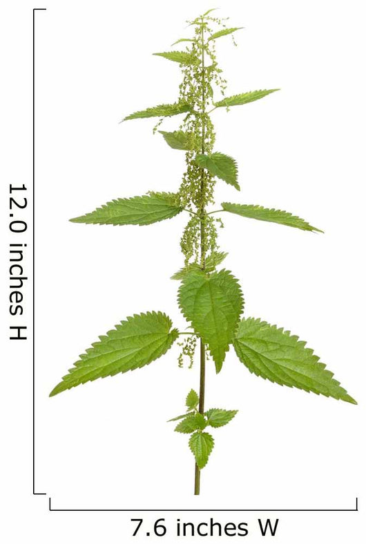 Urtica urens plant isolated on white background Wall Decal
