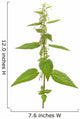Urtica urens plant isolated on white background Wall Decal