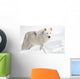 Arctic Wolf in the Snow Looking at the Camera Wall Mural