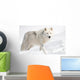 Arctic Wolf in the Snow Looking at the Camera Wall Mural