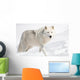 Arctic Wolf in the Snow Looking at the Camera Wall Mural