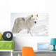 Arctic Wolf in the Snow Looking at the Camera Wall Mural