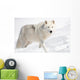 Arctic Wolf in the Snow Looking at the Camera Wall Mural
