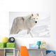 Arctic Wolf in the Snow Looking at the Camera Wall Mural