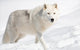 Arctic Wolf In The Snow Looking At The Camera Wall Decal