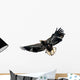 Harris's Hawk Wall Decal