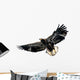 Harris's Hawk Wall Decal