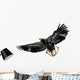Harris's Hawk Wall Decal