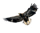 Harris's Hawk Wall Decal
