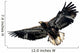 Harris's Hawk Wall Decal