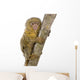 Pygmy Marmoset Wall Decal