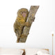 Pygmy Marmoset Wall Decal