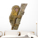 Pygmy Marmoset Wall Decal