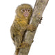 Pygmy Marmoset Wall Decal