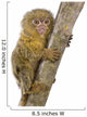 Pygmy Marmoset Wall Decal