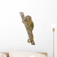 Pygmy Marmoset (5 weeks) - Callithrix (Cebuella) pygmaea Wall Decal
