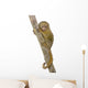 Pygmy Marmoset (5 weeks) - Callithrix (Cebuella) pygmaea Wall Decal