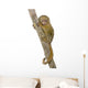 Pygmy Marmoset (5 weeks) - Callithrix (Cebuella) pygmaea Wall Decal