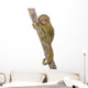 Pygmy Marmoset (5 weeks) - Callithrix (Cebuella) pygmaea Wall Decal