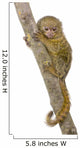 Pygmy Marmoset (5 weeks) - Callithrix (Cebuella) pygmaea Wall Decal