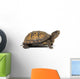 Box turtle on a white background Wall Decal