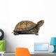 Box turtle on a white background Wall Decal