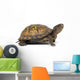 Box turtle on a white background Wall Decal