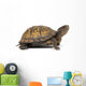 Box turtle on a white background Wall Decal