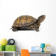 Box turtle on a white background Wall Decal
