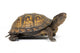 Box Turtle On A White Background Wall Decal