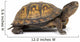 Box turtle on a white background Wall Decal