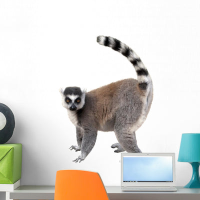Lemur Wall Decal shown on a wall
