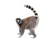 Lemur Wall Decal