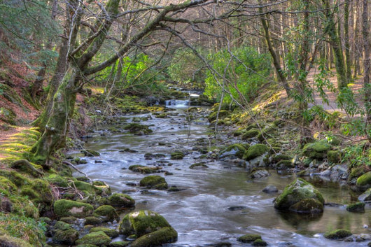 Shimna River Tullymore Forest Wall Decal