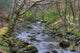 Shimna River Tullymore Forest Wall Decal