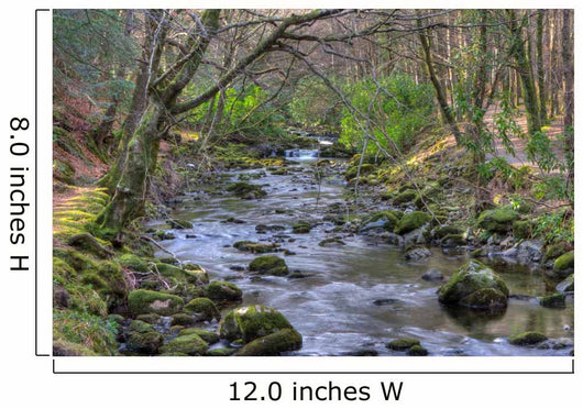 Shimna River Tullymore Forest Wall Decal