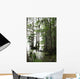 Cypress Tree With Spanish Moss Wall Mural
