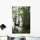Cypress Tree With Spanish Moss Wall Mural